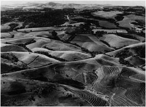 Ref No: KZN018 Titel: Sugar Cane Fields - Late 1940's width=230